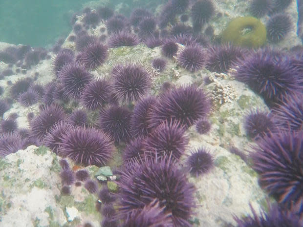 sea-urchins-decimating-kelp-forests-promo.jpg 