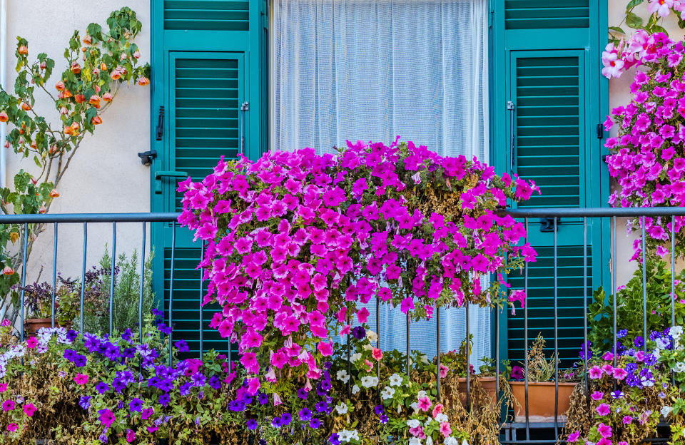 8 plantes pour un balcon fleuri tout l’été