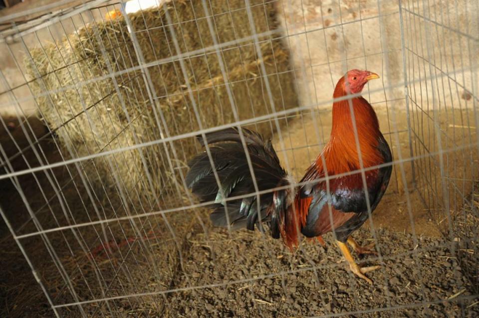 A suspected cockfighting operation like this one busted in Whatcom County in 2010 was discovered in Grant County, say officials.