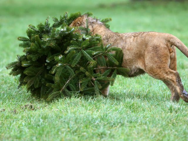 Lions at Blair Drummond Safari Park