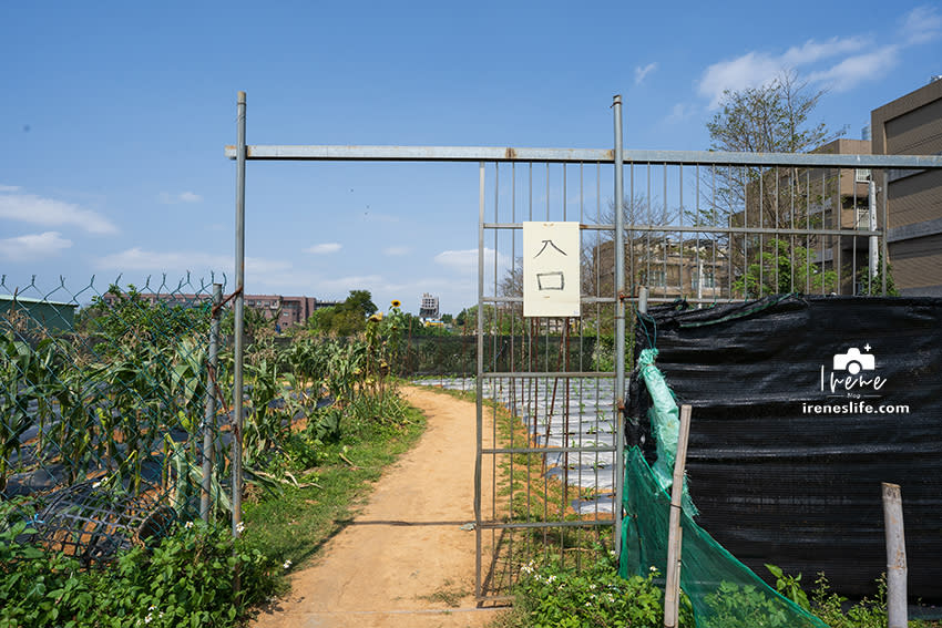 桃園｜文新小農夫親子農園