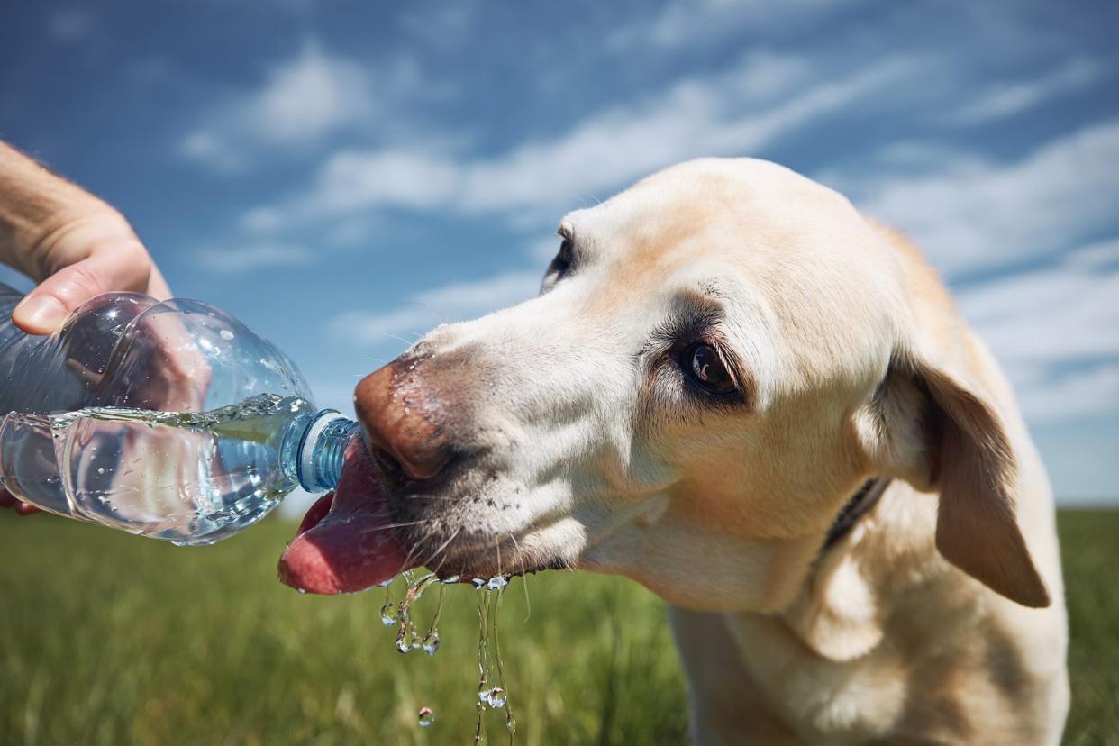 person giving a dog a drink from a water bottle while on a summer walk