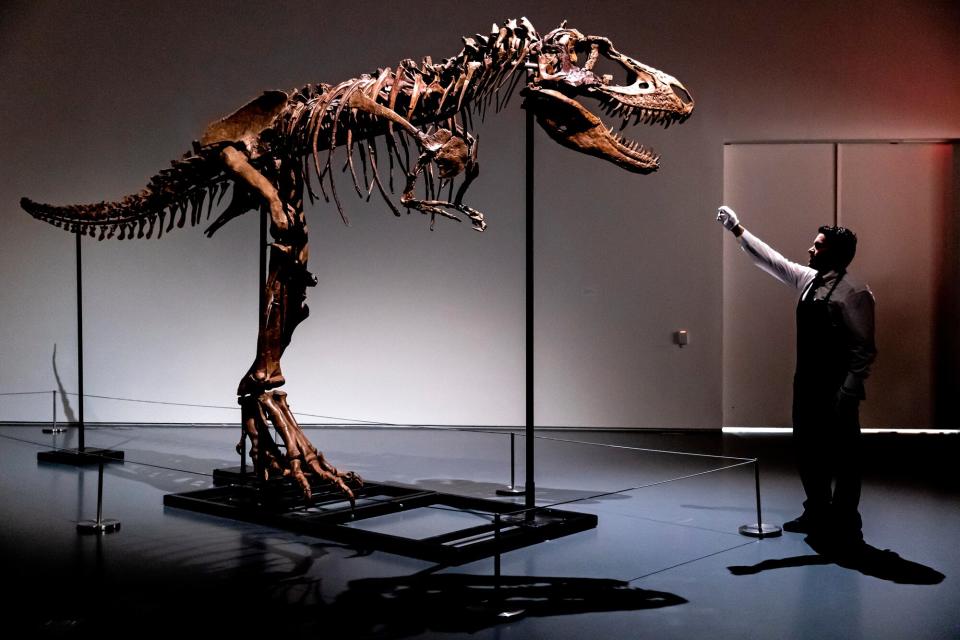 A Sotheby's New York employee demonstrates the size of a Gorgosaurus dinosaur skeleton, the first to be offered at auction, Tuesday, July 5, 2022, in New York.