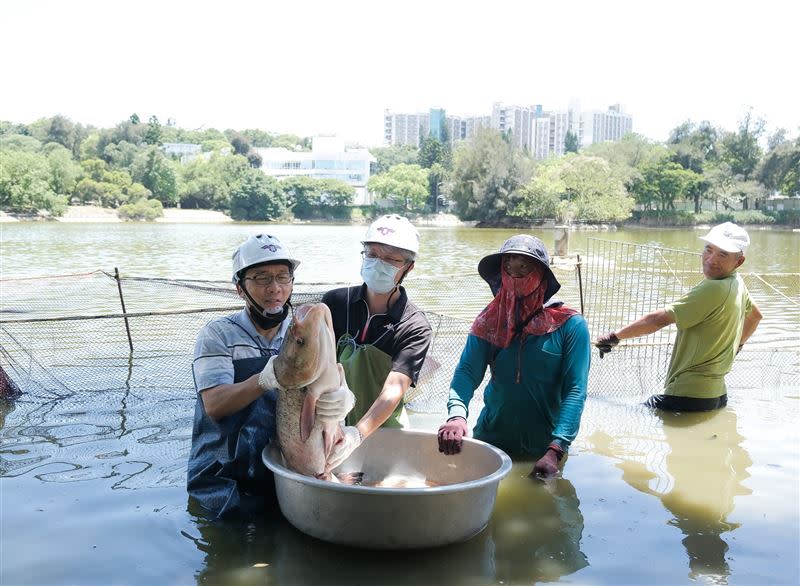 清華大學總務長顏東勇（左一）捧著魚頭跟人頭一樣大的大頭鰱。（圖／翻攝自清大粉專）