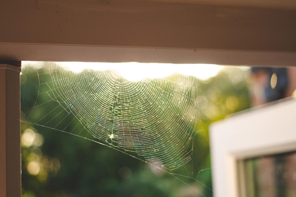 A cobweb in the door frame of a home in the UK during summer