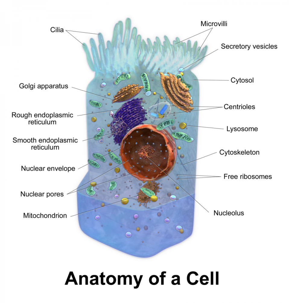 Blausen_0208_CellAnatomy