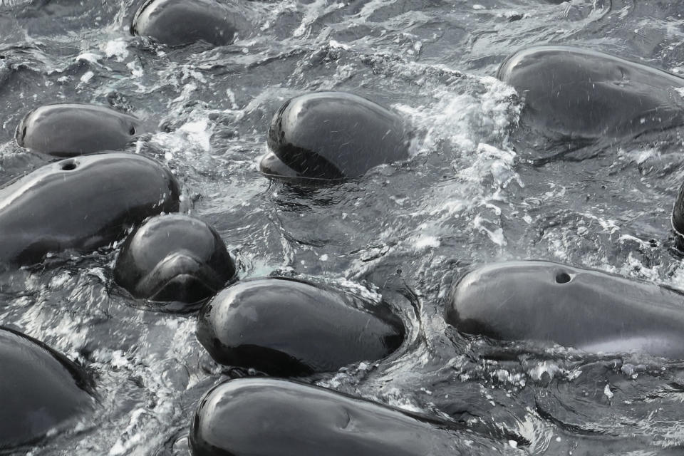 In this photo provided by the Department of Biodiversity, Conservation and Attractions, a pod of long-finned pilot whales gather closely near Cheynes Beach east of Albany, Australia, Tuesday, July 25, 2023, before stranding. Nearly 100 pilot whales stranded themselves on the beach in western Australia and about half had died by Wednesday morning, despite the efforts of wildlife experts and volunteers to save them. (DBCA via AP)