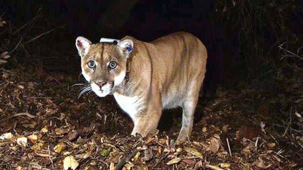 PHOTO: This Nov. 2014, file photo provided by the U.S. National Park Service shows a mountain lion known as P-22, photographed in the Griffith Park area near downtown Los Angeles. (U.S. National Park Service, via AP, FILE)