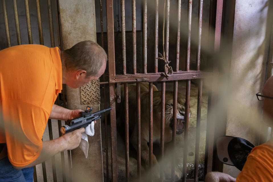 Patrick Craig from The Wild Animal Sanctuary tries to sedate a lion, housed in Puerto Rico's only zoo, in Mayaguez, Puerto Rico, Friday, April 28, 2023. Puerto Rico is closing the U.S. territory's only zoo following years of suspected neglect, a lack of resources and deaths of animals that were highlighted by activists. Most of the animals are being transferred to The Wild Animal Sanctuary in Colorado. (AP Photo/Alejandro Granadillo)