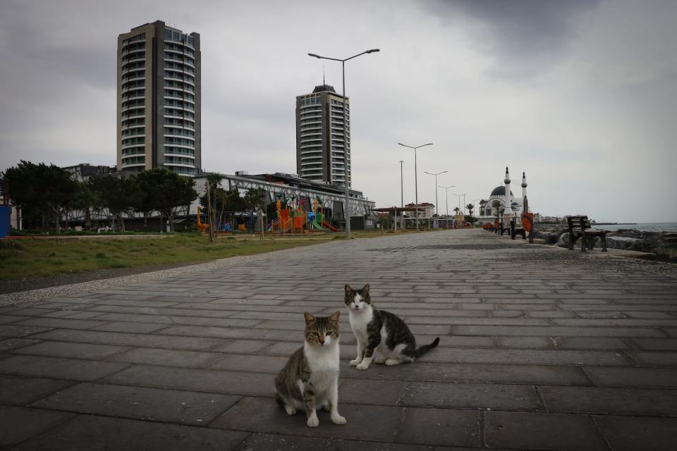 Cats are seen in an empty park located near coastline amid coronavirus pandemic precautions in Iskenderun district of Hatay, Turkey on April 5.