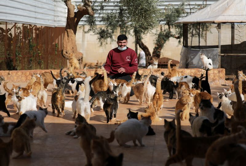 Trabajador juega con los gatos del Santuario Ernesto, Idlib