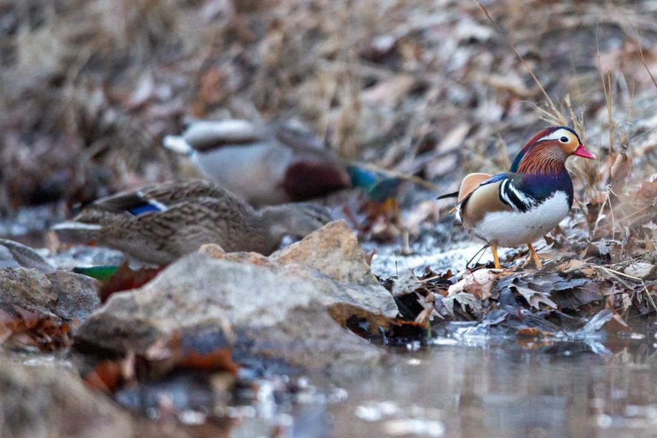 Choosing to walk the rocks in Ward Creek, a mandarin duck seems to fit right in with the pack of mallard ducks it joined Wednesday in searching for food.