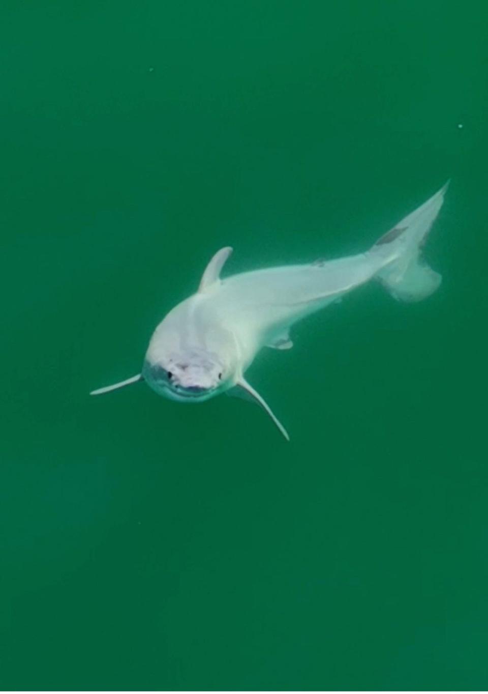 Front view of the great white shark Sternes and Gauna observed.