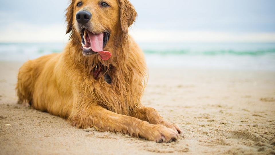 golden retriever on north carolina beach