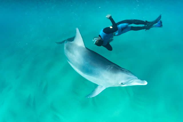 <p>Mark Ziembicki/Courtesy of andBeyond</p> Free diving with a bottlenose dolphin in Sodwana Bay.