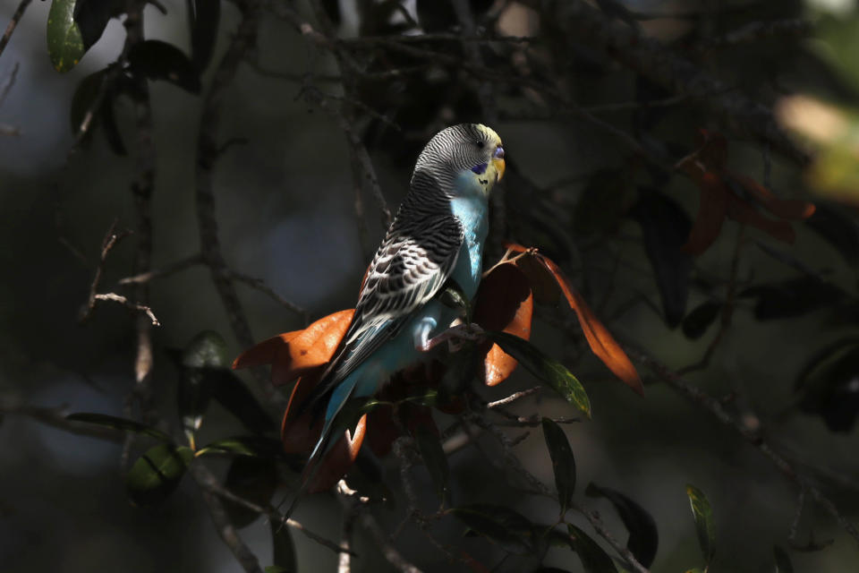 In this Friday, Oct. 25, 2019 photo, a yellow faced budgie, rests in a tree at the Wild Turkey Preserve Strand near Fort Myers, Fla. The non-native bird is one several species now living in the wild after being released by pet owners. (AP Photo/Robert F. Bukaty)