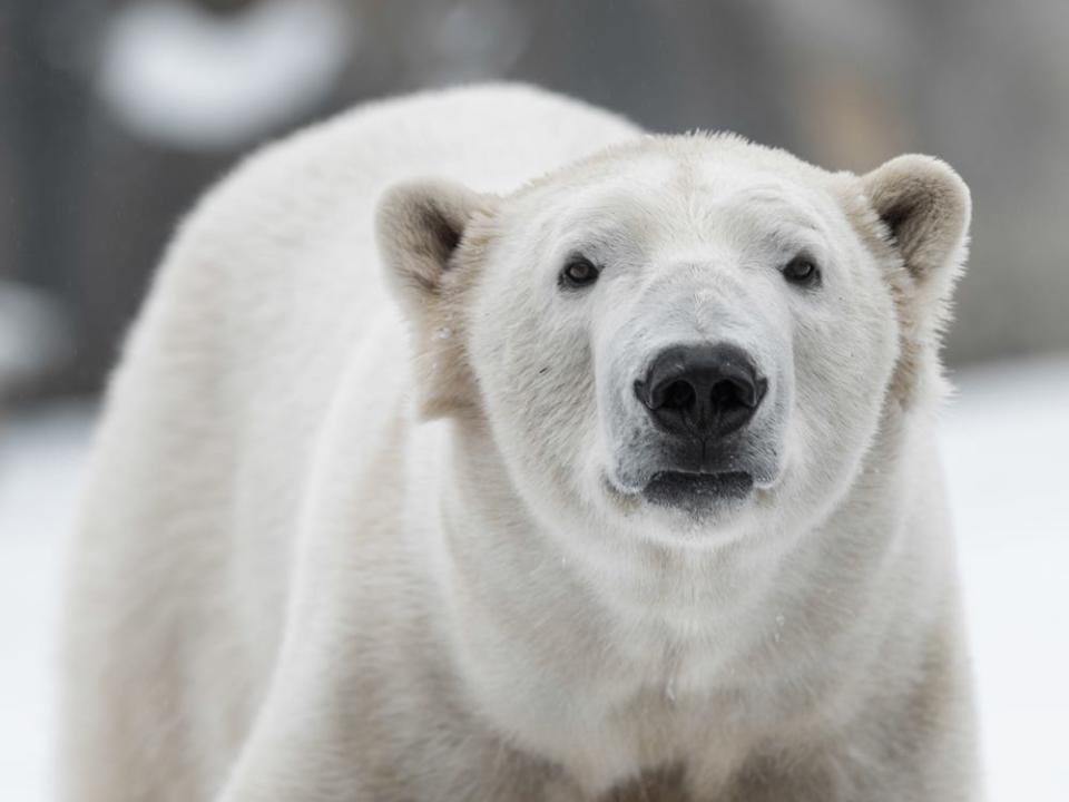 A polar bear looks at the camera.