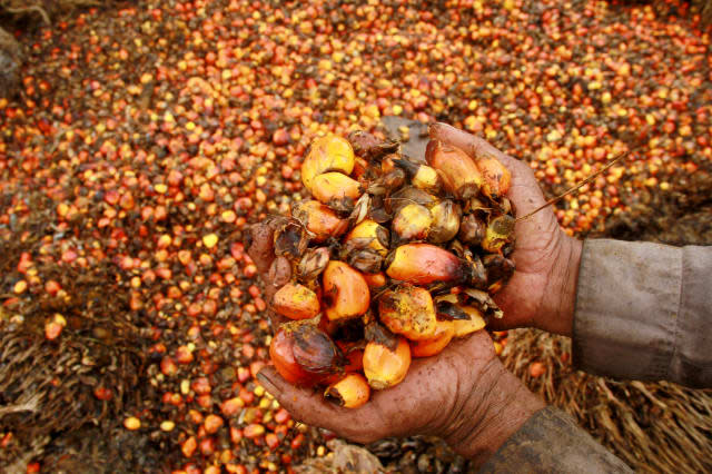 FILE PHOTO - A worker shows palm oil fruits at a palm oil plantation in Topoyo village in Mamuju