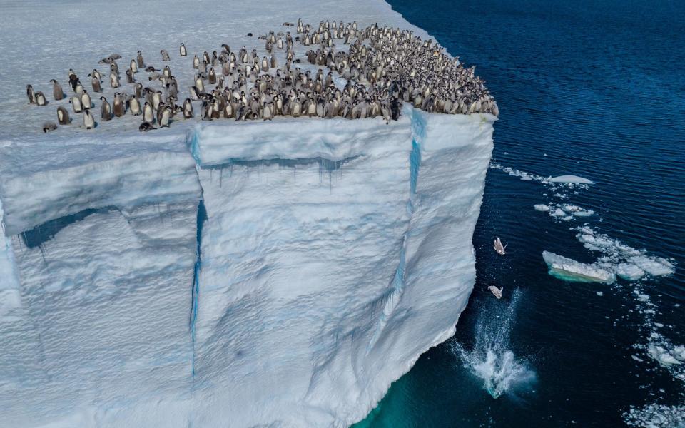 Let's go: emperor penguin chicks about to take the plunge