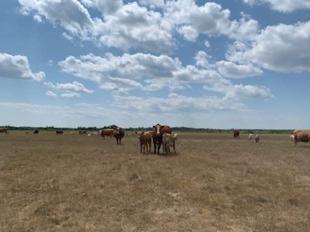 Kirk Kiesman's cattle are shown in a parched pasture near Ashern, about 170 kilometres northwest of Winnipeg. He and many others are considering selling off more of their stock than usual due to drought-driven pressures on hay and other feed crops. (Submitted by Kirk Kiesman - image credit)