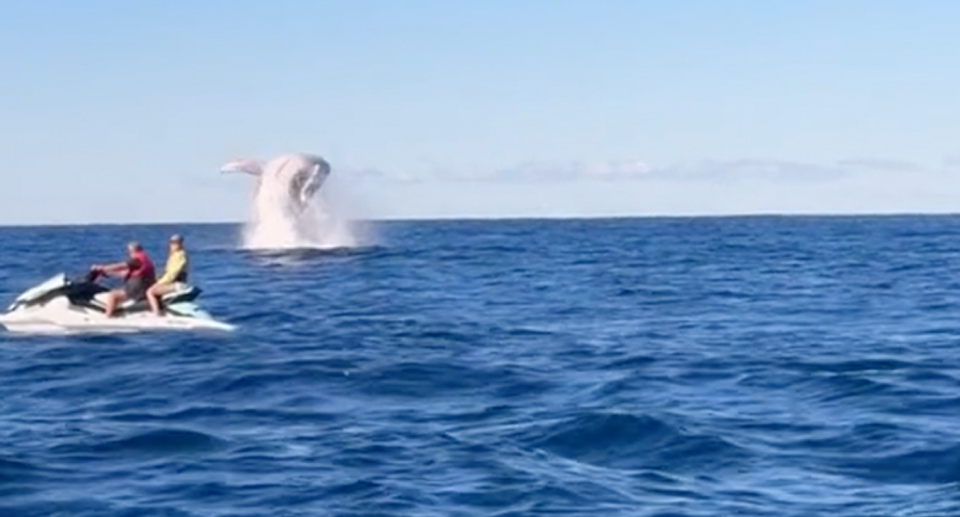 Two people on a jet ski in front of a whale breaching the water. 