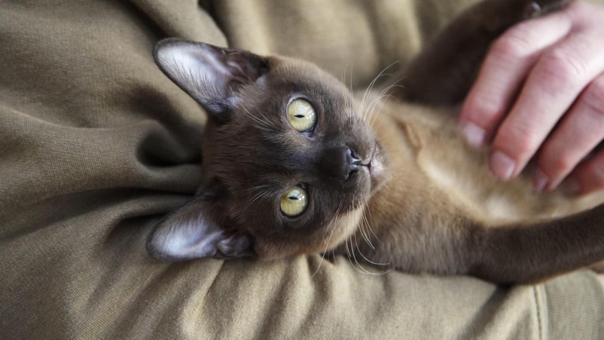 comfortable burmese kitten relaxing in man's arms