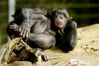 <p>A chimp takes advantage of the exceptionally mild day to relax and sunbathe in its enclosure at ZSL Whipsnade Zoo on Feb. 20, 2017, in Dunstable, England. (Tony Margiocchi / Barcroft Images via Getty Images) </p>