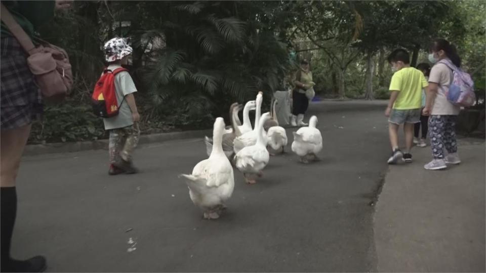 超萌！北市動物園推「家鵝遊行」　4/30起每逢週日登場