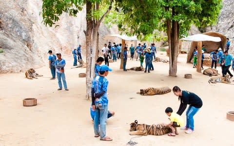Tiger Temple Thailand - Credit: istock
