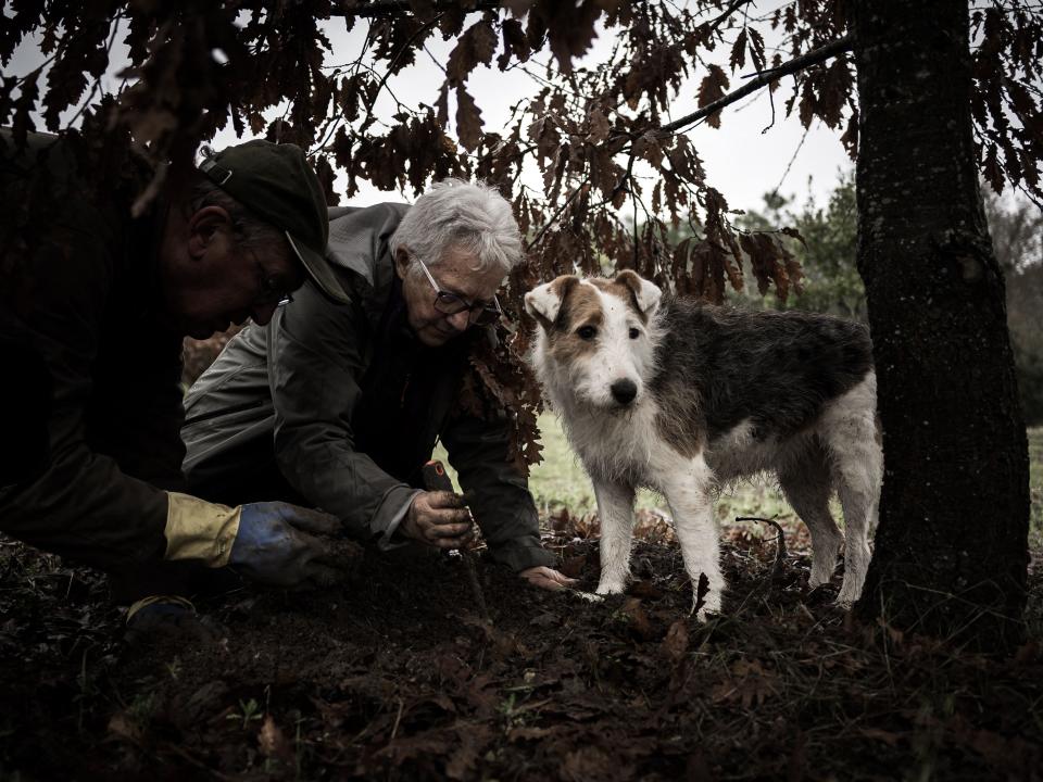 In this photograph taken on January 10, 2023 French truffle hunter Anne-Marie Pouzergues (C) digs the ground after her dog found some truffles, in the Dordogne countryside near Brantome, southwestern France. (Photo by Philippe LOPEZ / AFP) (Photo by PHILIPPE LOPEZ/AFP via Getty Images)