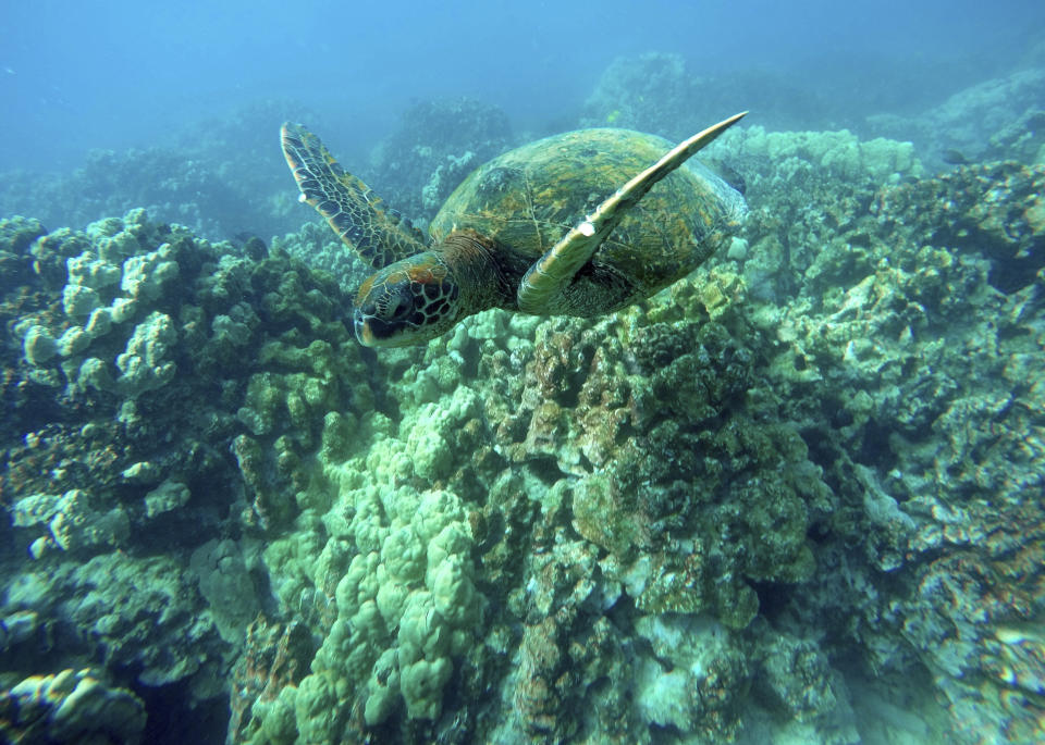 FILE -- A green sea turtle swims near coral in a bay on the west coast of the Big Island near Captain Cook, Hawaii, on Sept. 11, 2019. Taking care of Hawaii's unique natural environment costs money and now the state wants tourists to help pay for it, especially because growing numbers are traveling to the islands to enjoy the beauty of its outdoors — including some lured by dramatic vistas they've seen on social media. (AP Photo/Brian Skoloff, File)