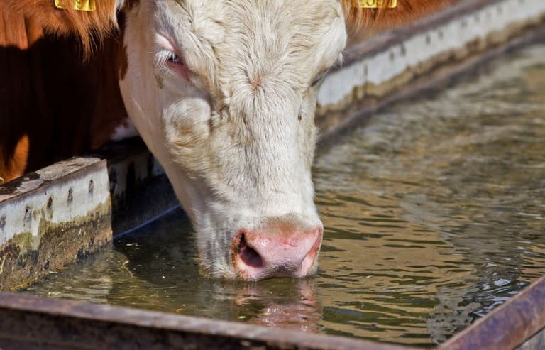 Una vaca adulta puede consumir hasta 100 litros de agua por día. Un rodeo grande llega a vaciar rápidamente un tanque australiano