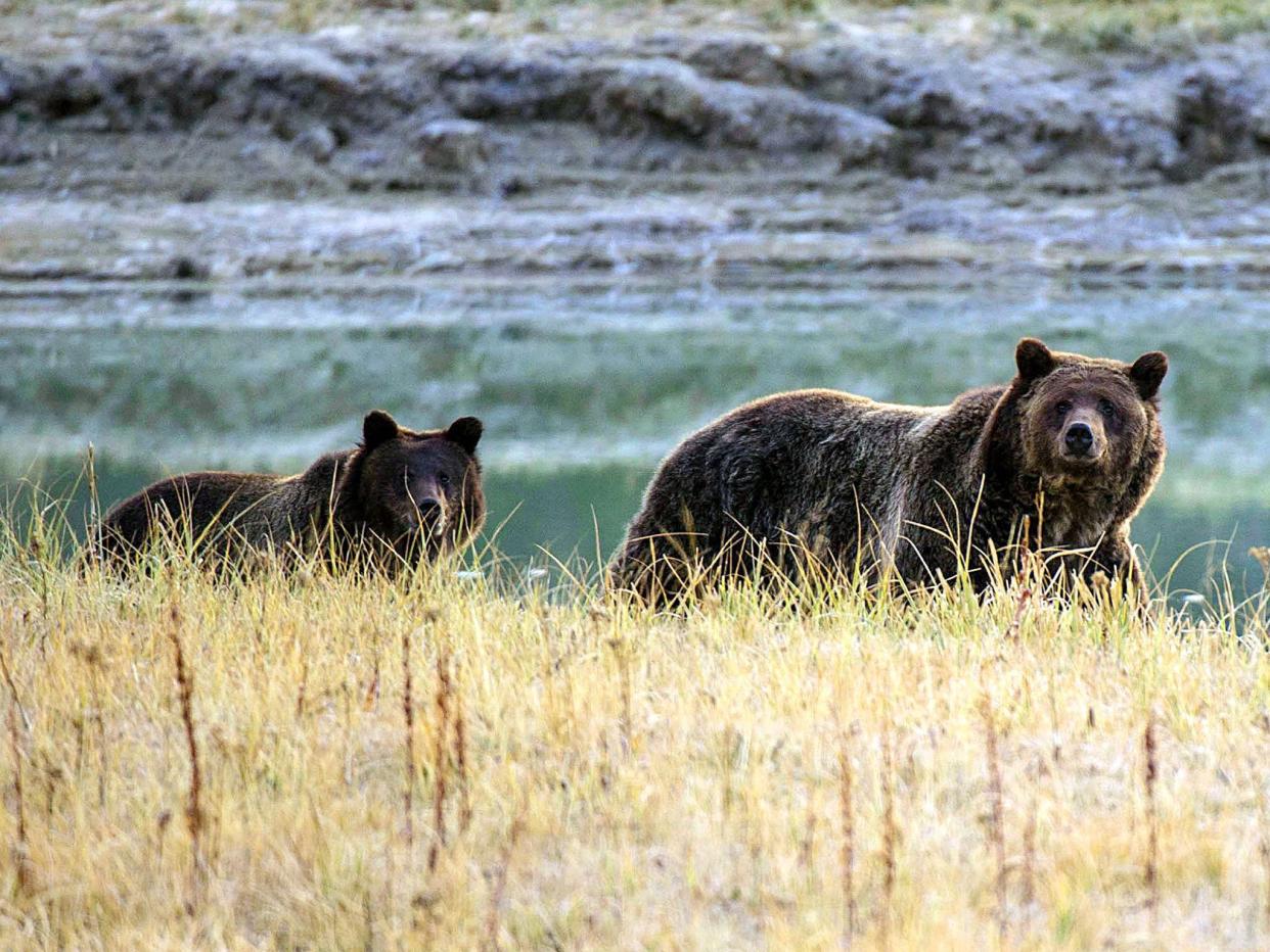 A Grizzly bear mother and her cub walk near Pelican Creek in the Yellowstone National Park in Wyoming: KAREN BLEIER/AFP/Getty Images