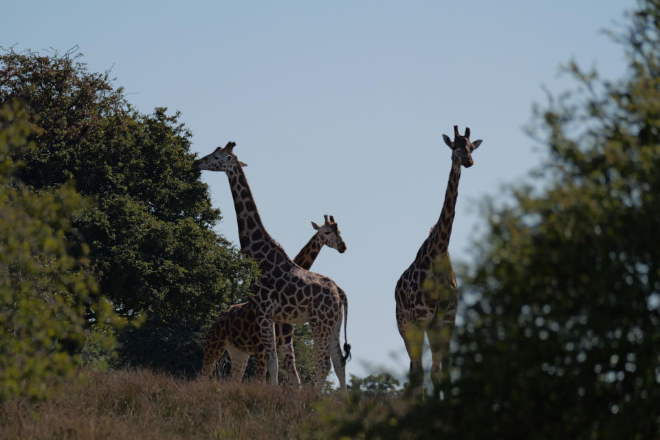 Group of giraffe shot on Panasonic Lumix G9 II