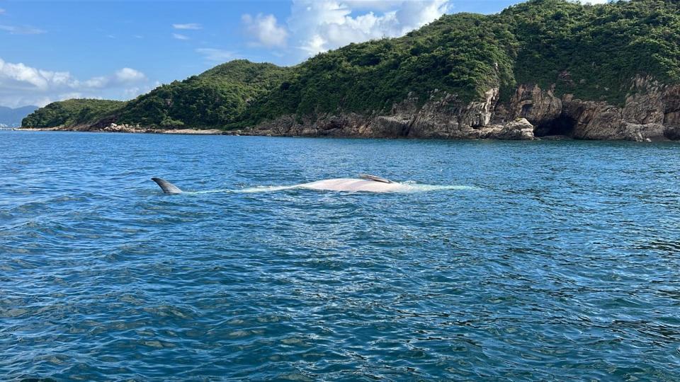 牛尾洲對開海面發現一條鯨屍。（圖：香港突發事故報料區）