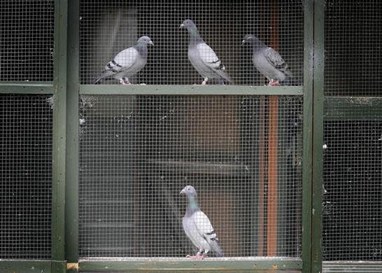 Pigeons take flight