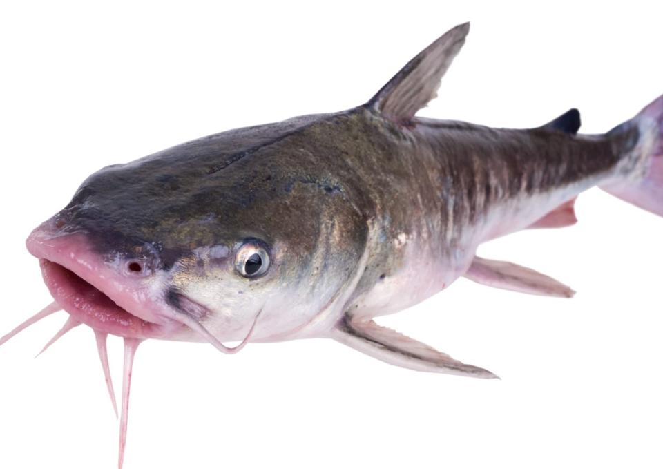 The most commonly caught catfish in the intracoastal is the hardhead cat.