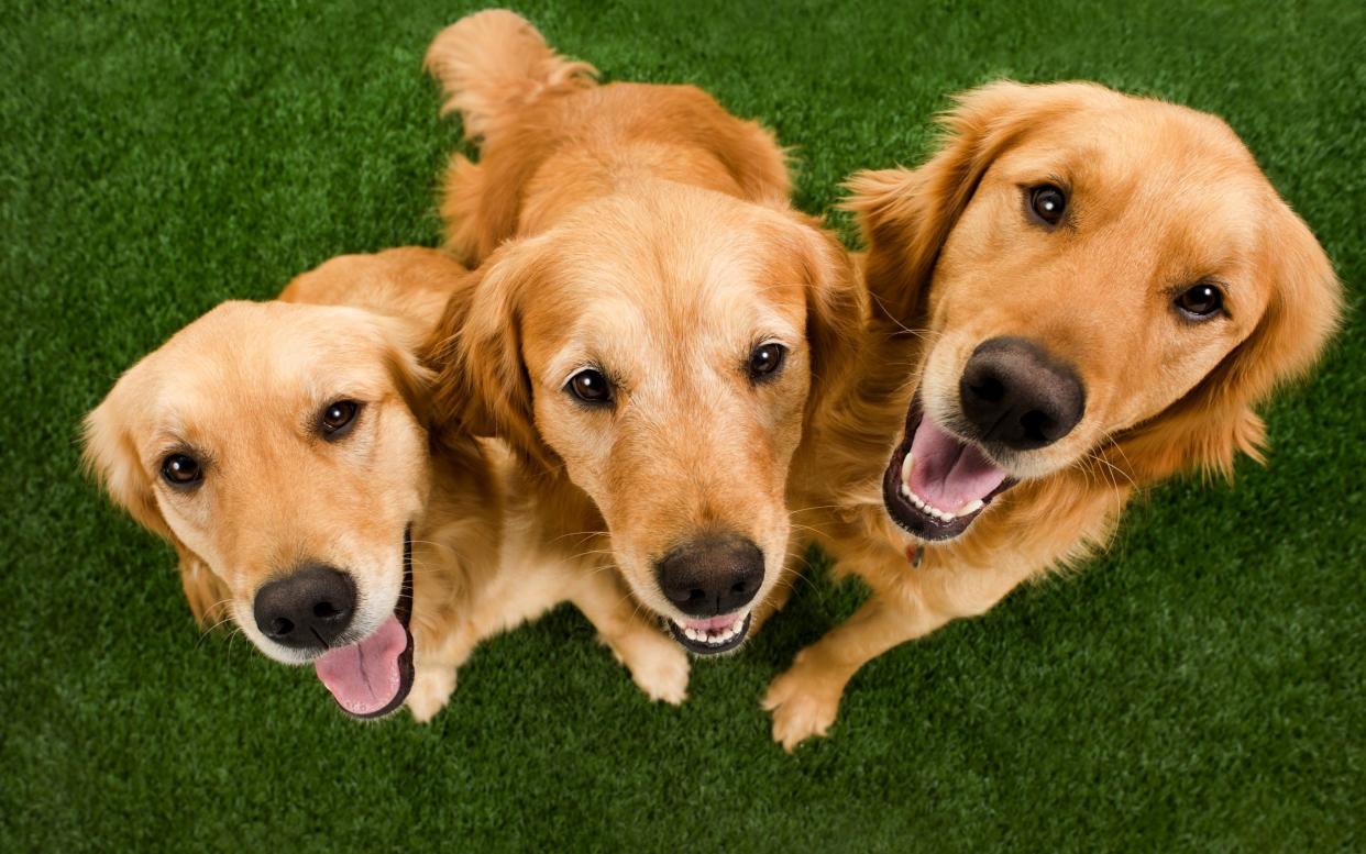 Three pet dogs roughly emit 2.1 tonnes of carbon dioxide a year - CMANNPHOTO/ISTOCKPHOTO