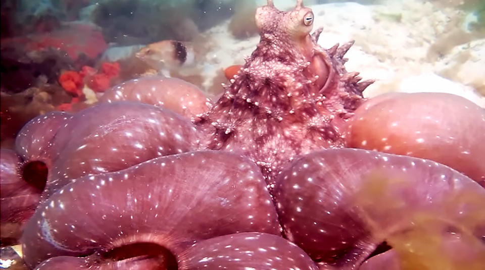 Hunting or Angry? Scientists Can't Agree on Odd Octopus Behavior