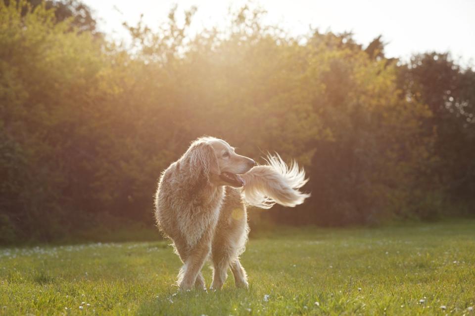 golden retriever