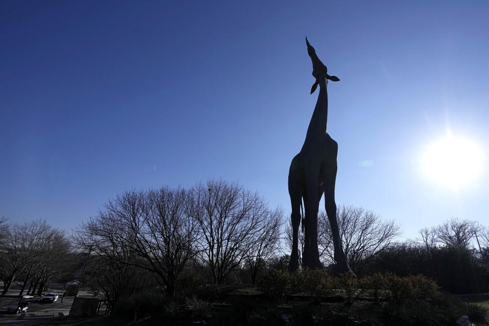 A large statue of a giraffe stands by the entrance to the Dallas Zoo, Friday, Feb. 3, 2023, in Dallas. Zoo officials and representatives from the Dallas Police Department had a news conference at the Friday, announcing the arrest of a person in connection with missing animals from the zoo. (AP Photo/Tony Gutierrez)