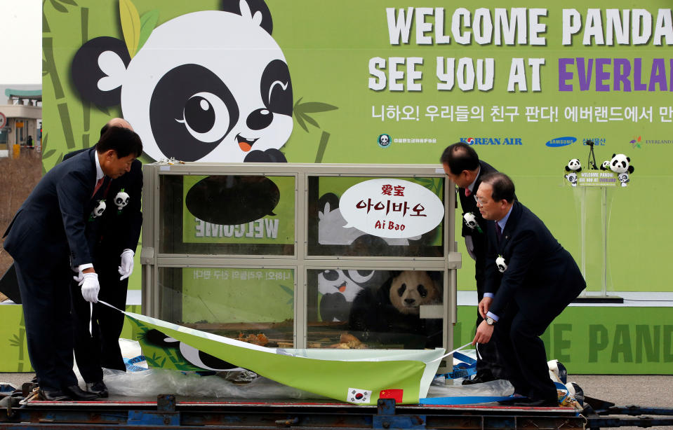 People unveil Ai Bao, then two years old, during a welcoming ceremony for a pair of giant pandas from China at Incheon International Airport in South Korea, on March 3, 2016.<span class="copyright">Lee Jin-man—AP</span>