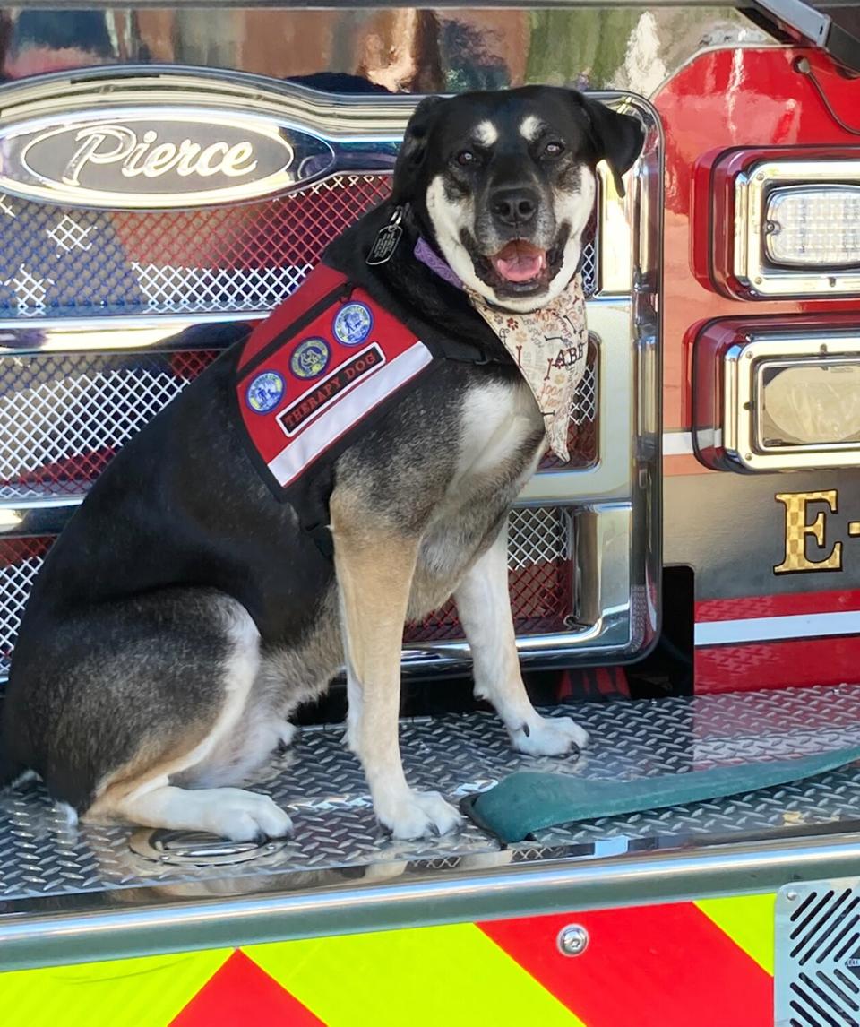 Cutest Rescue Dogs