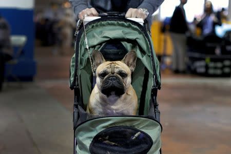 French bulldog Watson is wheeled to a ring for judging at the 2016 Westminster Kennel Club Dog Show in the Manhattan borough of New York City, February 15, 2016. REUTERS/Mike Segar
