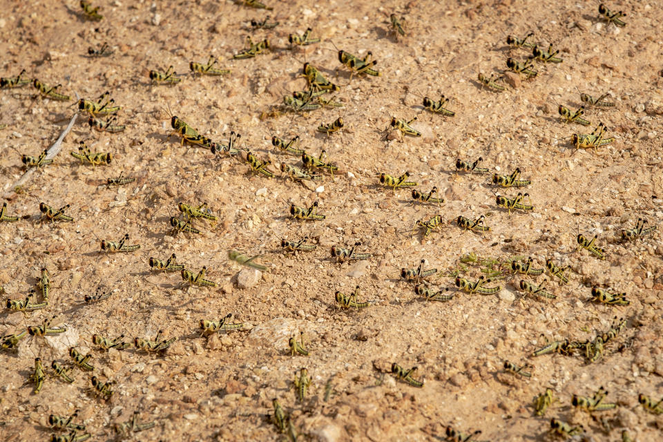 In this photo taken Wednesday, Feb. 5, 2020, young desert locusts that have not yet grown wings cover the ground in the desert near Garowe, in the semi-autonomous Puntland region of Somalia. The desert locusts in this arid patch of northern Somalia look less ominous than the billion-member swarms infesting East Africa, but the hopping young locusts are the next wave in the outbreak that threatens more than 10 million people across the region with a severe hunger crisis. (AP Photo/Ben Curtis)