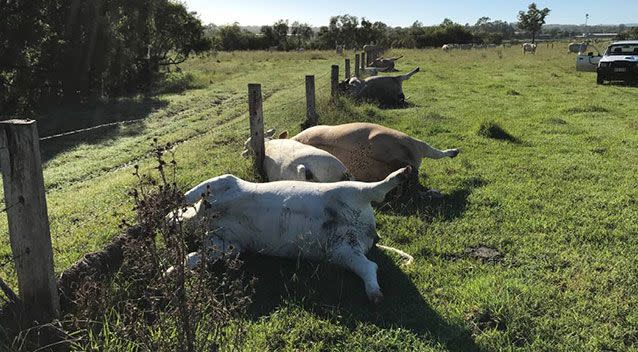 A Queensland farmer who lost six cattle to a lightning strike last month says the incident shows how dangerous storms can be. Source: Derek Shirley