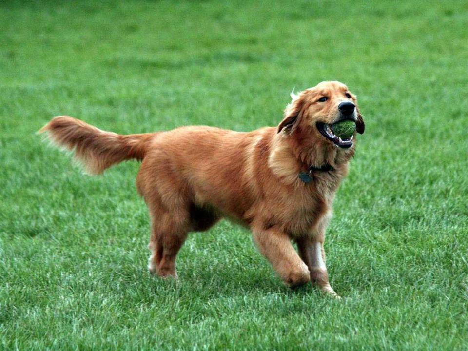 golden retriever