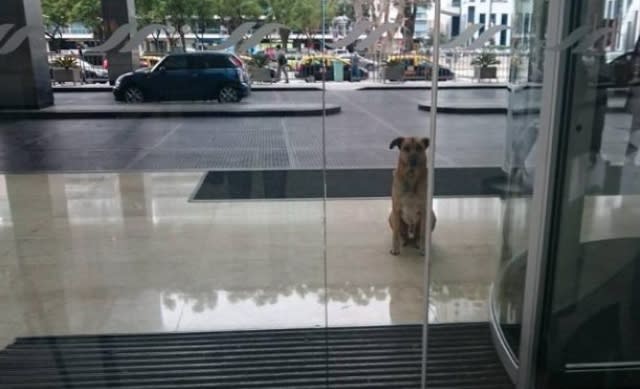 Flight attendant adopts stray dog that always waited outside her hotel 