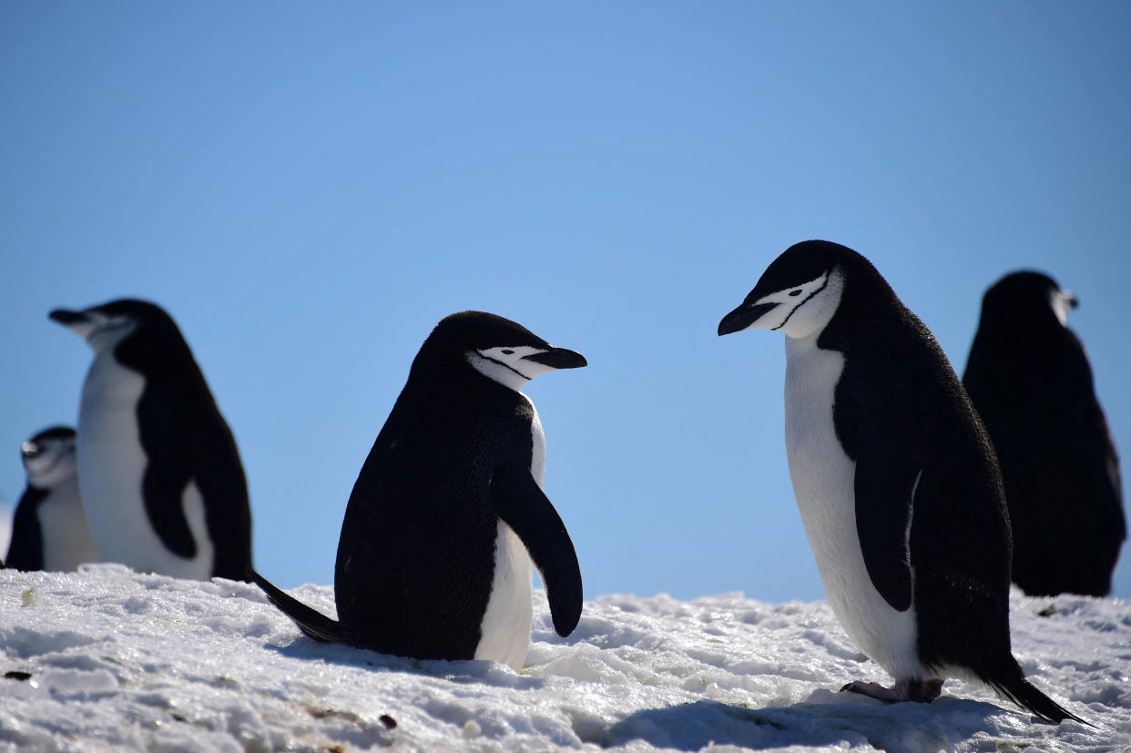 Les Pygoscelis antarcticus, ou manchots à jugulaire, comme ceux photographiés ici en novembre 2019 font plus de 10 000 siestes par jour.