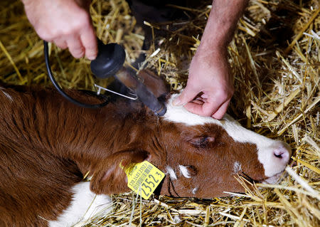 Veterinarian Jean-Marie Surer removes the horn of a calf, ahead of a national vote on the horned cow initiative (Hornkuh-Initiative) on November 25, at a farm in Marchissy, Switzerland, November 15, 2018. Picture taken November 15, 2018. REUTERS/Denis Balibouse